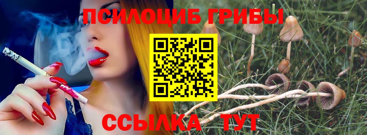 как найти наркотики  Вход с VPN  Псилоцибиновые грибы MAGIC MUSHROOMS  Юрга  Псилоцибиновые грибы Cubensis 